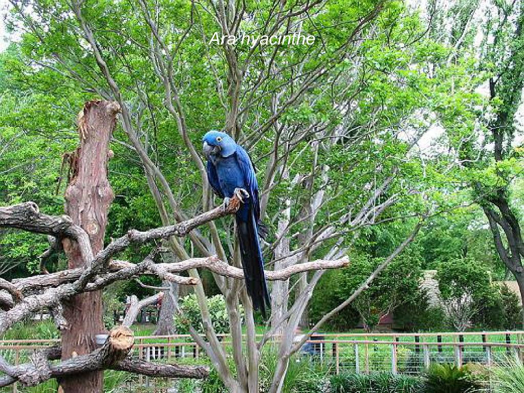 101PARC AUX OISEAUX DANS L AIN 2016 2_000018.jpg